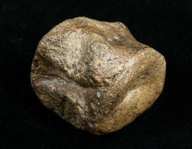 Champsosaurus Vertebrae (Cretaceous Reptile) #10834